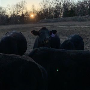 Meet your Posher, Owen